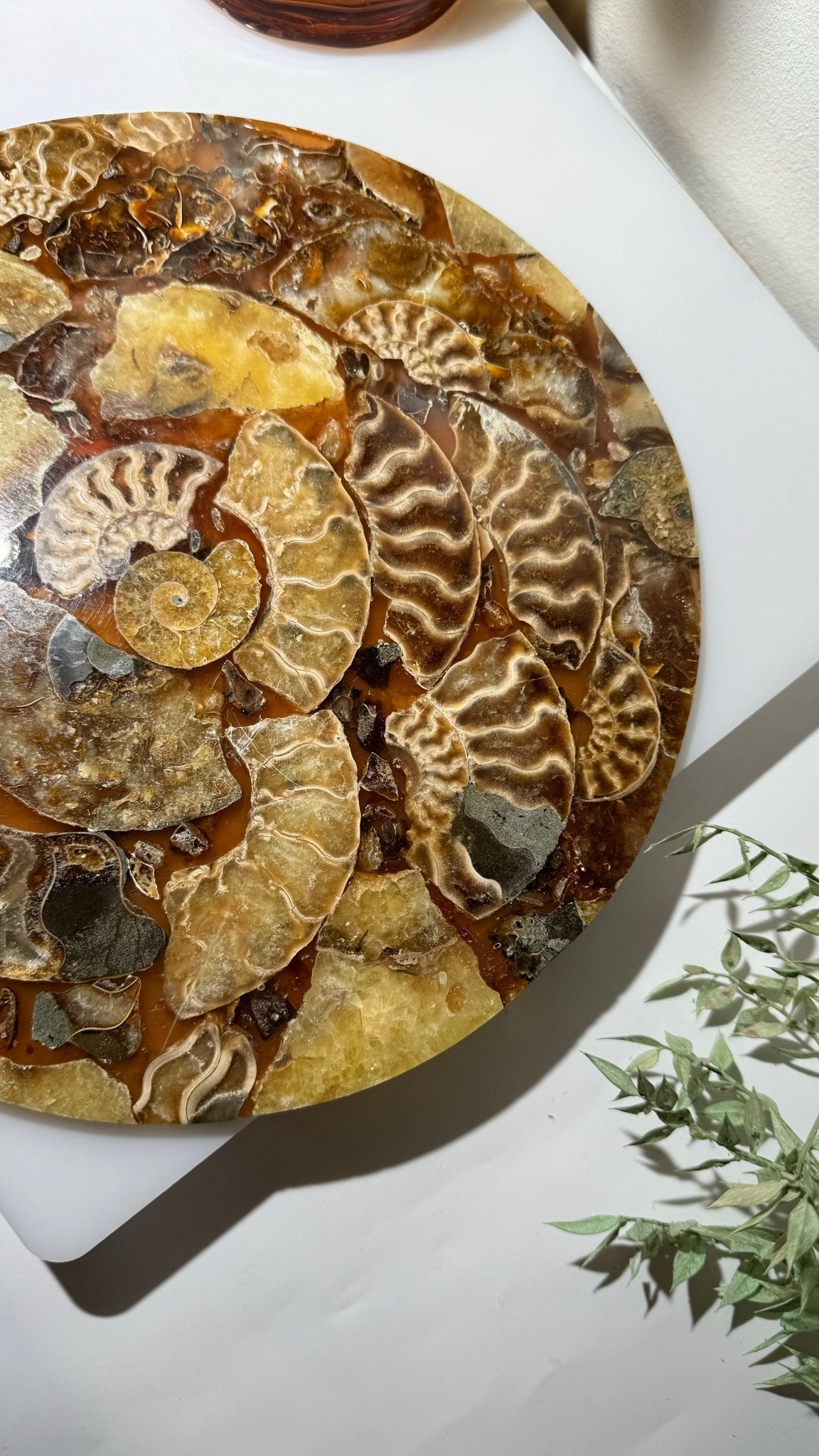 Ammonite slab - A - The Crystal Therapy