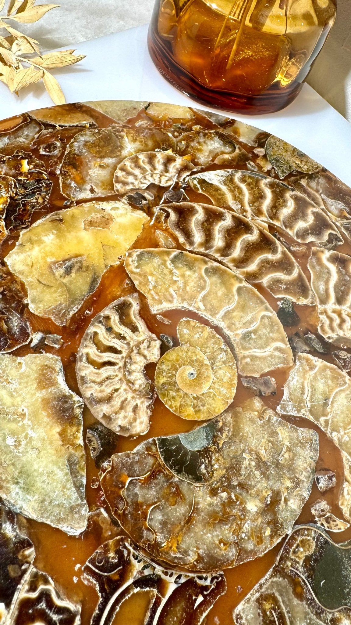 Ammonite slab - A - The Crystal Therapy