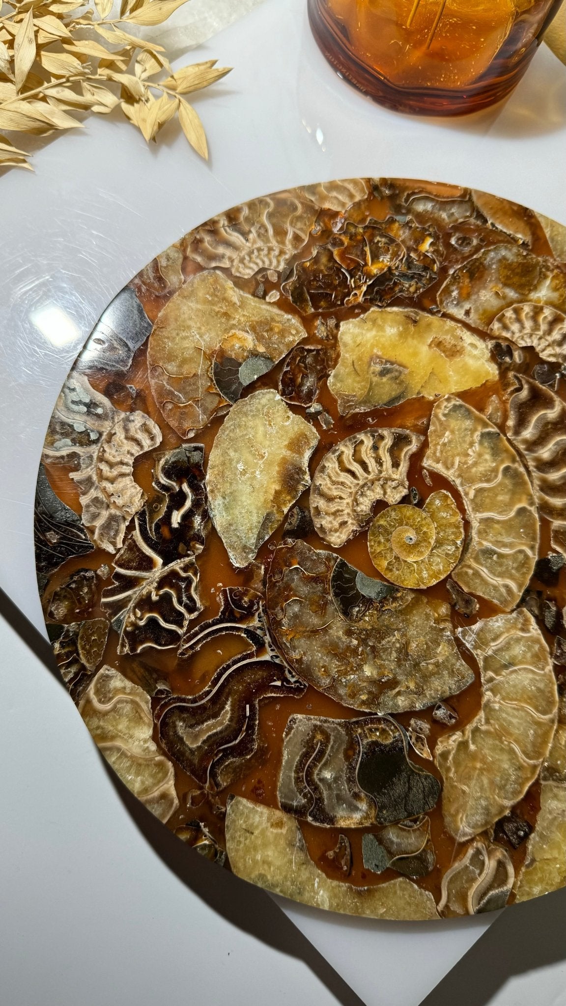 Ammonite slab - A - The Crystal Therapy