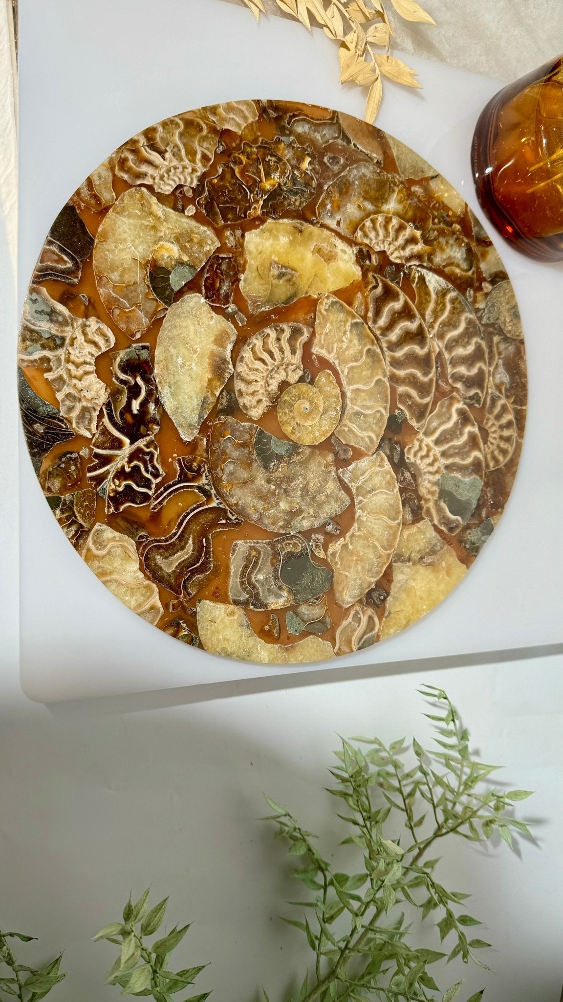 Ammonite slab - A - The Crystal Therapy