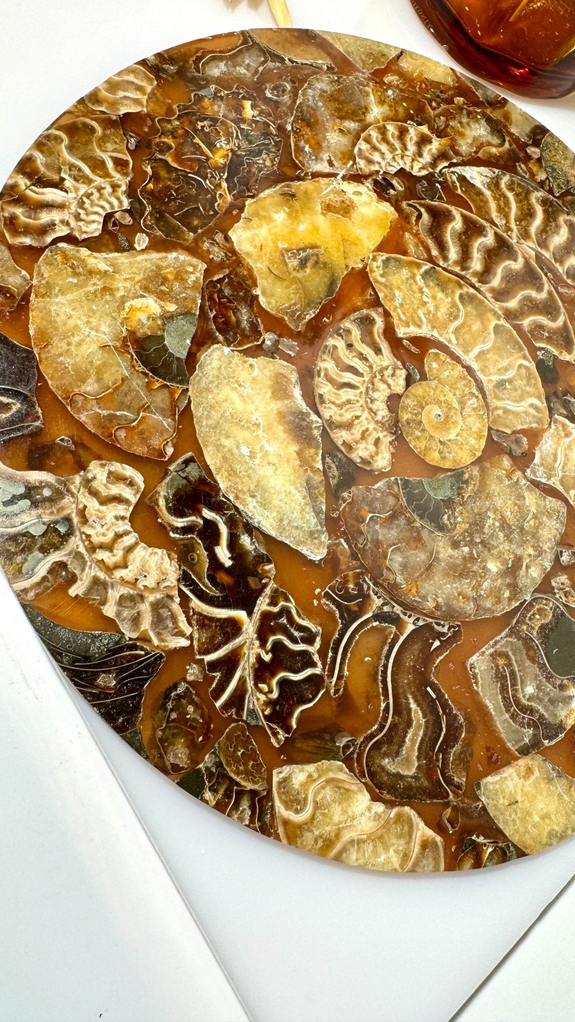 Ammonite slab - A - The Crystal Therapy