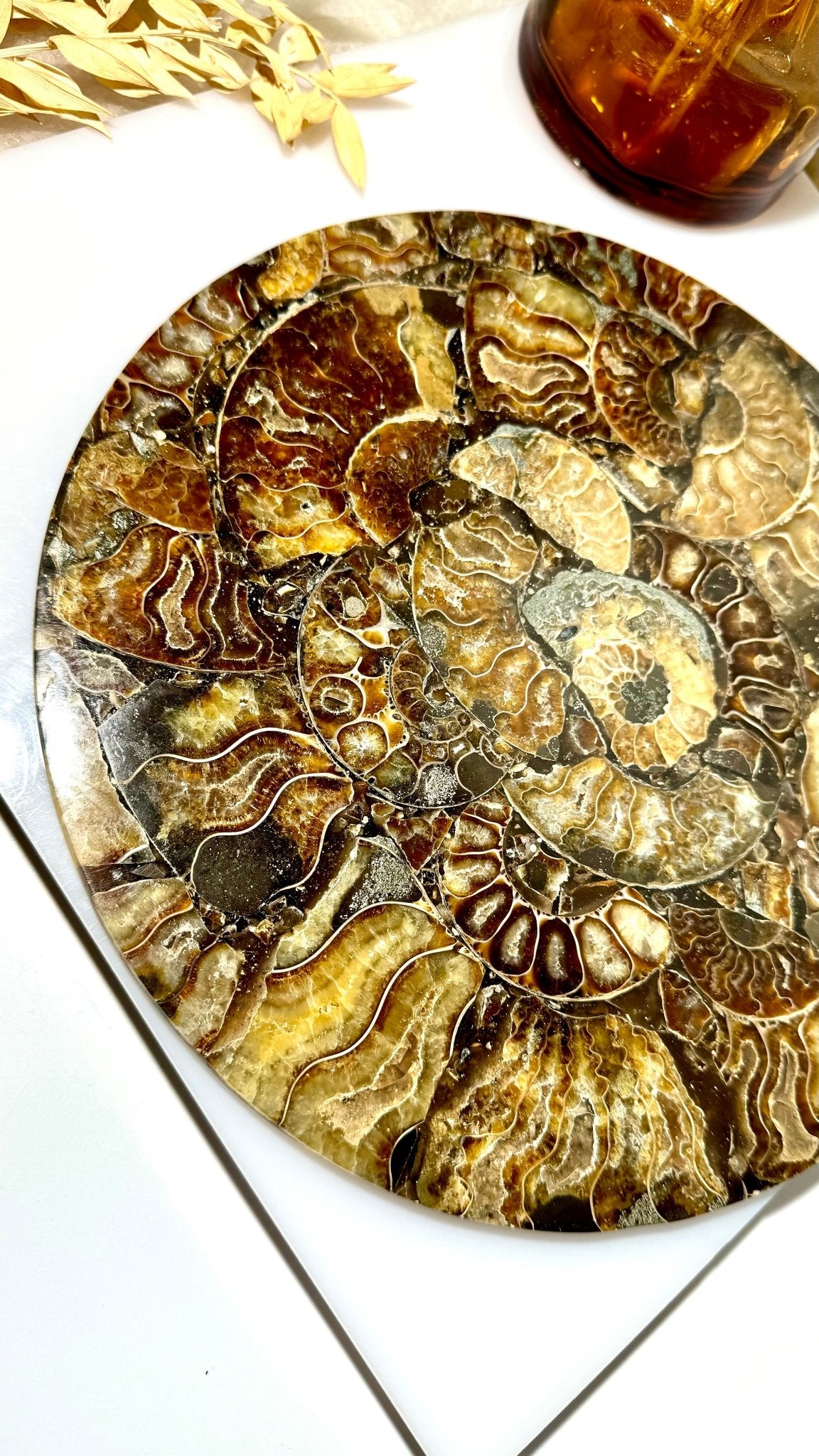 Ammonite slab - B - The Crystal Therapy