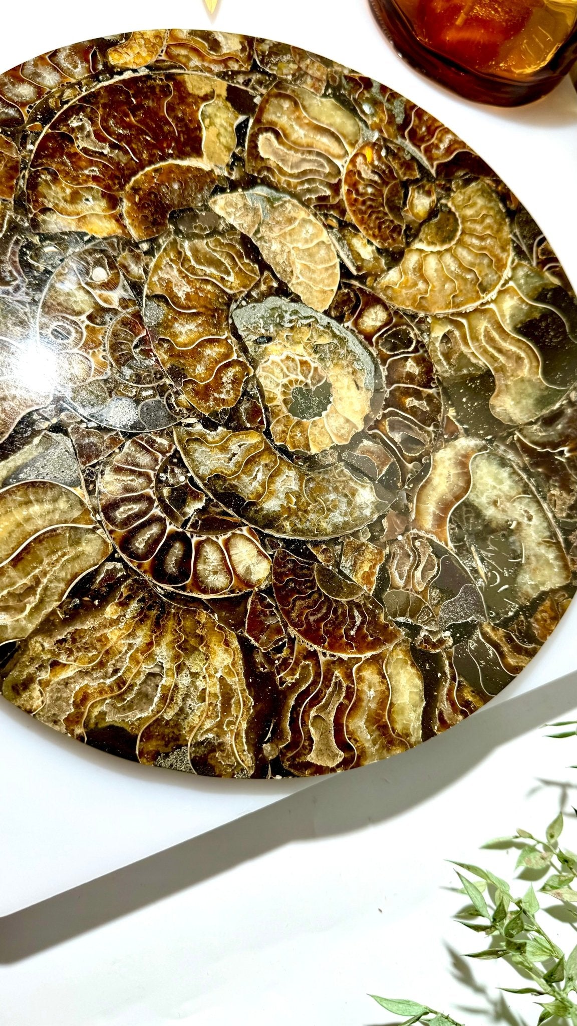 Ammonite slab - B - The Crystal Therapy