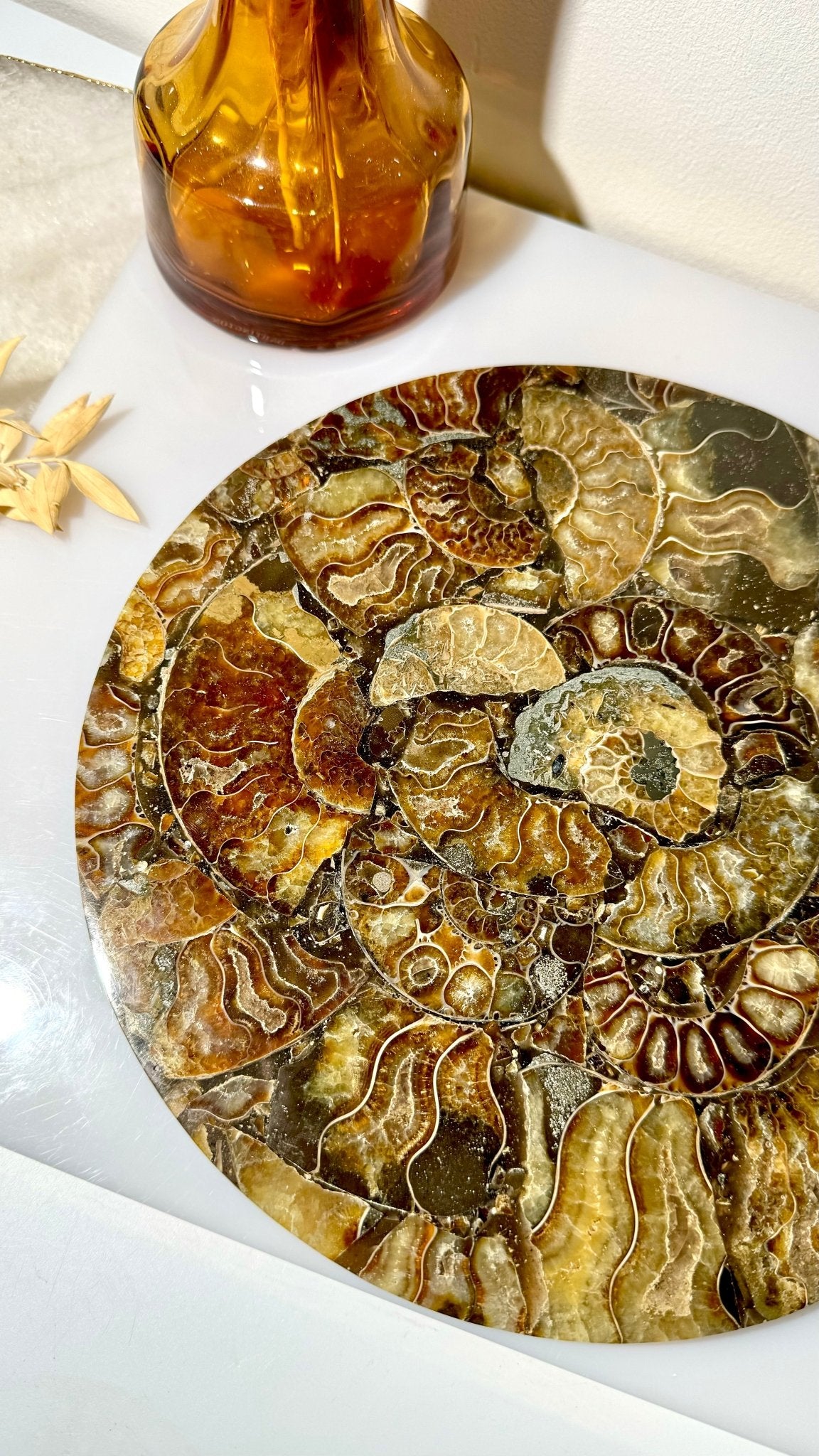 Ammonite slab - B - The Crystal Therapy